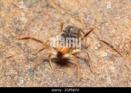 Araignée de Solifuge ou de chameau, araignée de vent / Romaine rouge, Panna, Madhya Pradesh, Inde Banque D'Images