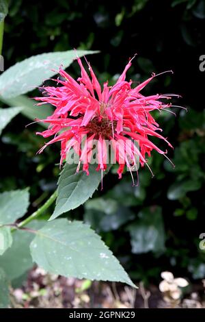 Monarda didyma Balm d'abeille Cambridge Scarlet Cambridge Scarlet - tourbillons de fleurs rouges et de grandes feuilles vertes foncées ovées, septembre, Angleterre, Royaume-Uni Banque D'Images