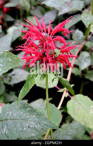 Monarda didyma Balm d'abeille Cambridge Scarlet Cambridge Scarlet - tourbillons de fleurs rouges et de grandes feuilles vertes foncées ovées, septembre, Angleterre, Royaume-Uni Banque D'Images