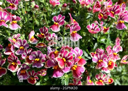 Nemesia «Tutti Frutti» Aloha Tutti Frutti - petits amas de fleurs pourpres avec marges de crème tachetées et dents jaunes, septembre, Angleterre, Banque D'Images