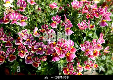 Nemesia «Tutti Frutti» Aloha Tutti Frutti - petits amas de fleurs pourpres avec marges de crème tachetées et dents jaunes, septembre, Angleterre, Banque D'Images