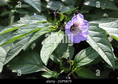 Nicandra physalodes plante de shoo-Fly – fleurs de lilas pâle en forme de cloche avec gorge blanche et tache pourpre, septembre, Angleterre, Royaume-Uni Banque D'Images