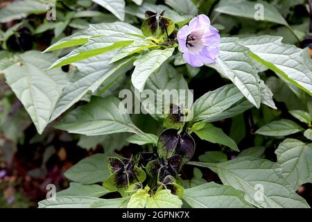 Nicandra physalodes plante de shoo-Fly – fleurs de lilas pâle en forme de cloche avec gorge blanche et tache pourpre, septembre, Angleterre, Royaume-Uni Banque D'Images