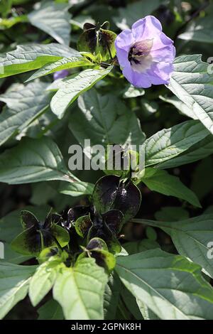 Nicandra physalodes plante de shoo-Fly – fleurs de lilas pâle en forme de cloche avec gorge blanche et tache pourpre, septembre, Angleterre, Royaume-Uni Banque D'Images