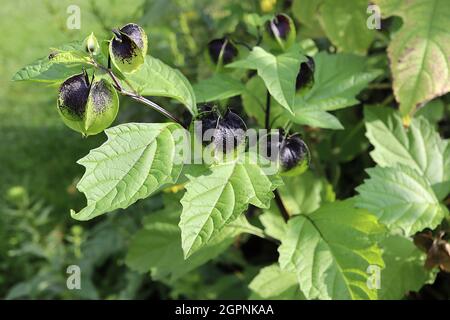 Nicandra physalodes shoo-Fly plante – vert noir à bords tranchants flués sphériques calyces, septembre, Angleterre, Royaume-Uni Banque D'Images