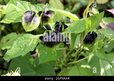 Nicandra physalodes shoo-Fly plante – vert noir à bords tranchants flués sphériques calyces, septembre, Angleterre, Royaume-Uni Banque D'Images