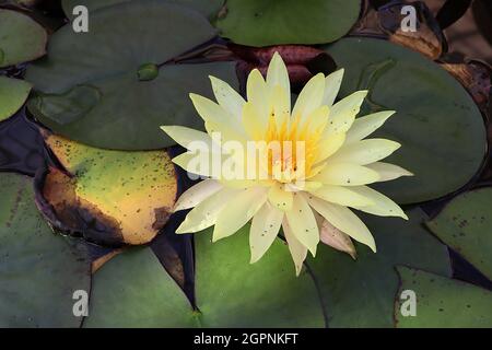 Nymphaea “Joey Tomocik” nénuphar Joey Tomocik – fleurs jaune pâle aux pétales minces et feuilles rondes plates, septembre, Angleterre, Royaume-Uni Banque D'Images