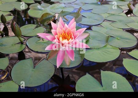 Nymphaea “Perrys Fire Opal” nénuphars Perrys Fire Opal - fleurs roses moyennes avec bouts de pétale blancs et feuilles rondes plates sur l'eau, septembre, Angleterre, Banque D'Images