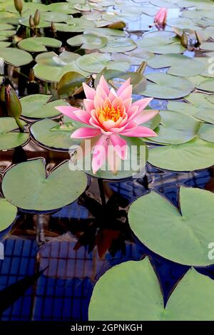 Nymphaea “Perrys Fire Opal” nénuphars Perrys Fire Opal - fleurs roses moyennes avec bouts de pétale blancs et feuilles rondes plates sur l'eau, septembre, Angleterre, Banque D'Images