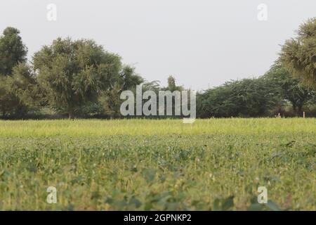 Photo de paysage de la récolte de Kharif pousse favorablement dans le champ dans la saison de mousson. Banque D'Images