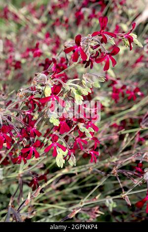 Pelargonium sidoides Geranium africain - petits amas de fleurs rouges cramoisi aux pétales minces, septembre, Angleterre, Royaume-Uni Banque D'Images