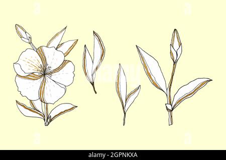 Ensemble de dessin à la main de griffonnage de fleurs, esquisse, ensemble d'éléments pour le design, branches de feuilles de bourgeons de fleurs, arrière-plan isolé, blanc. Illustration vectorielle Illustration de Vecteur