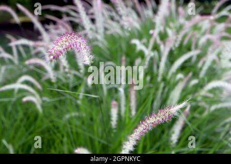 Pennisetum ‘Fairy Tails’ Fountain grass Fairy Tails – panicules voûtées de fleurs argentées violettes et de feuilles étroites mi-vertes, septembre, Royaume-Uni Banque D'Images