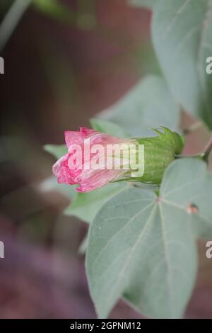 Bio hybride amélioré nouvelle variété de coton sur la récolte de coton rouge fleurs blanches fleurir sur la plante de coton dans le champ de coton inde avec fond flou Banque D'Images