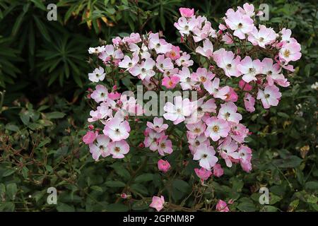 Rosa Ballerina (rose arbuste) rose Ballerina - masse de fleurs blanches simples avec de larges marges roses, septembre, Angleterre, Royaume-Uni Banque D'Images