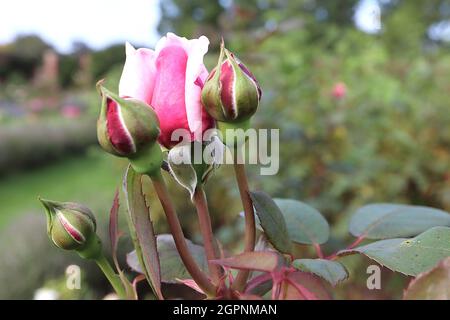 Rosa “Brother Cadfael” rose Brother Cadfael – boutons de fleurs émergeantes, septembre, Angleterre, Royaume-Uni Banque D'Images