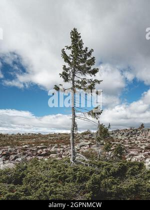 Le vieux Tjikko, le plus ancien arbre du monde, situé dans le parc national Fullufjalet en Suède. Banque D'Images