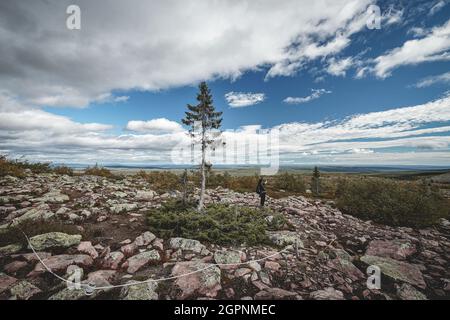 Le vieux Tjikko, le plus ancien arbre du monde, situé dans le parc national Fullufjalet en Suède. Banque D'Images