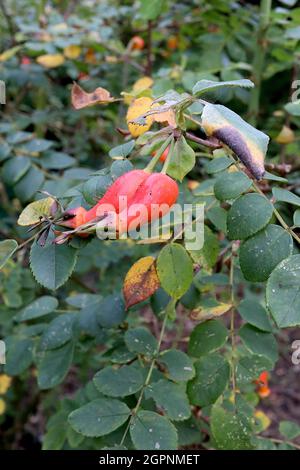 Rosa moyesii rosé HIPS Moyes rosé – orange brillant rouge urn-formé de hanches roses avec des poils clairsemés, septembre, Angleterre, Royaume-Uni Banque D'Images