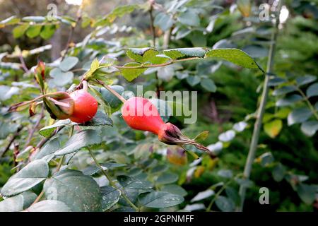 Rosa moyesii rosé HIPS Moyes rosé – orange brillant rouge urn-formé de hanches roses avec des poils clairsemés, septembre, Angleterre, Royaume-Uni Banque D'Images