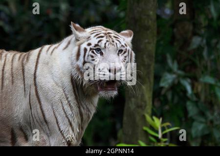 Tigre blanc avec yeux bleus. Variante de pigmentation leuciste des tigres du Bengale, vue de temps à autre dans les États indiens du Madhya Pradesh, Assam Banque D'Images