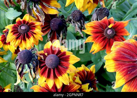 Rudbeckia hirta ‘Cappuccino’ Susan Cappuccino – fleurs rouges brunes aux pointes de bronze à jaune, septembre, Angleterre, Royaume-Uni Banque D'Images