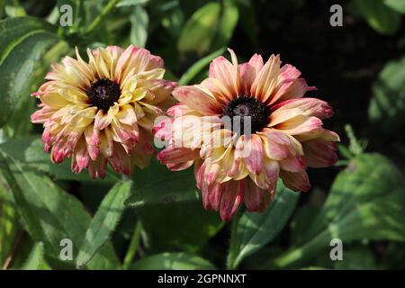 Rudbeckia hirta ‘Sahara’ à yeux noirs Susan Sahara - fleurs double crème et rose foncé de type Marguerite, septembre, Angleterre, Royaume-Uni Banque D'Images