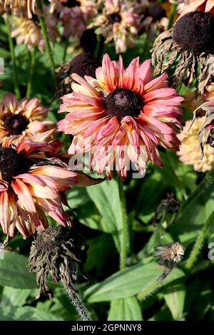 Rudbeckia hirta ‘Sahara’ à yeux noirs Susan Sahara - fleurs double crème et rose foncé de type Marguerite, septembre, Angleterre, Royaume-Uni Banque D'Images