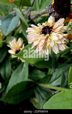 Rudbeckia hirta ‘Sahara’ à yeux noirs Susan Sahara - fleurs double crème et rose foncé de type Marguerite, septembre, Angleterre, Royaume-Uni Banque D'Images