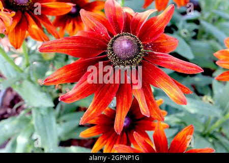 Rudbeckia hirta ‘SmileyZ Loving’ à yeux noirs Susan SmileyZ Loving – fleurs brunes à bout orange et rayures jaunes, septembre, Angleterre, Royaume-Uni Banque D'Images