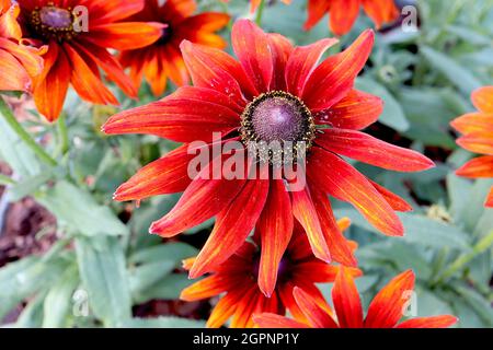 Rudbeckia hirta ‘SmileyZ Loving’ à yeux noirs Susan SmileyZ Loving – fleurs brunes à bout orange et rayures jaunes, septembre, Angleterre, Royaume-Uni Banque D'Images