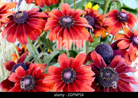 Rudbeckia hirta ‘Shummerina Pumpernickel’ à yeux noirs Susan Pumpernickel – fleurs rouge foncé ressemblant à des marguerites avec des bouts orange profonds et des stries jaunes, Royaume-Uni Banque D'Images