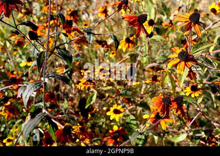 Rudbeckia triloba «Prairie Glow» à yeux bruns Susan Prairie Glow – fleurs rouges à bout jaune et fleurs à rayures orange jaune avec centre brun bombé, Banque D'Images