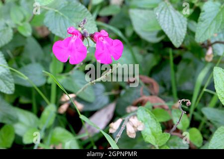 Sauge de Salvia microphylla “Rose Blush” Pink Blush - fleurs tubulaires roses profondes sur tiges vertes, septembre, Angleterre, Royaume-Uni Banque D'Images