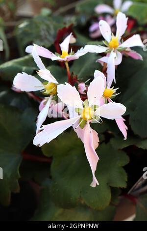 Saxifraga fortunei ‘Sibyll Trelawney’ fortune saxifrage Sibyll Trelawney – fleurs blanches à franges roses, pétales courts et longs, dentelées irrégulièrement Banque D'Images