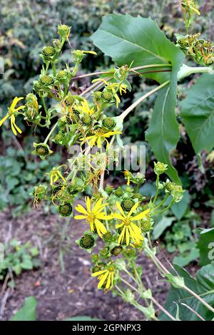 Plante de tasse Silphium perfoliatum – fleurs jaunes ressemblant à une Marguerite et grandes feuilles triangulaires sur de très grandes tiges, septembre, Angleterre, Royaume-Uni Banque D'Images