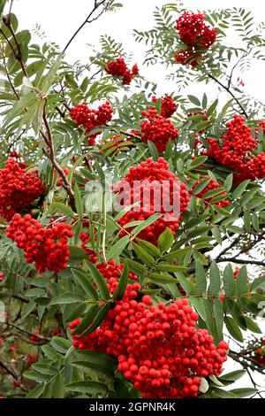 SORBUS x kewensis BAIES HYBRIDES SEULEMENT rowan - grandes grappes de baies rouges rondes sur tiges rouges, longues feuilles pennées mi-vertes, septembre, Banque D'Images