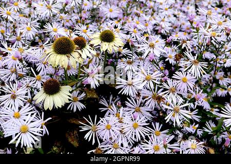 Symphyotrichum novi-belgii ‘Algar’s Pride’ Aster novi-belgii Algars Pride, Echinacea purpurea ‘White Swan’ confleur White Swan, septembre, Angleterre, Banque D'Images
