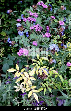 Verbena bonariensis purpetop vervain, Ceratostigma willmottianum «Forest Blue» Chinese plumbago, escalade de feuilles de rose, septembre, Angleterre, Royaume-Uni Banque D'Images