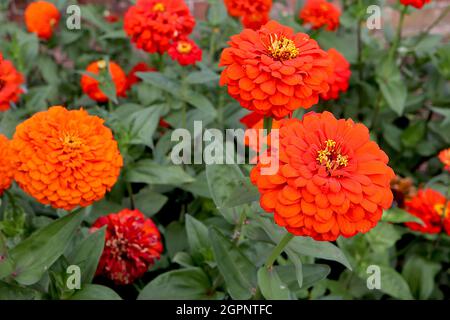 Zinnia elegans «Orange King» double fleur orange profonde, septembre, Angleterre, Royaume-Uni Banque D'Images