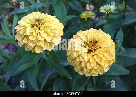 Zinnia elegans ‘Preciosa Tropical Blend’, double fleur jaune, septembre, Angleterre, Royaume-Uni Banque D'Images