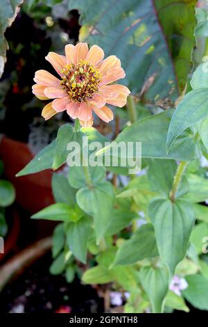 Zinnia elegans ‘Queeny Lime Orange’ fleurs orange semi-doubles avec pétales verts et centre rouge, une version plus petite de Queen Lime Orange, Royaume-Uni Banque D'Images