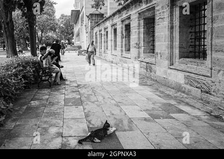 Istanbul, Turquie; 27 mai 2013: Chat couché sur le trottoir. Banque D'Images