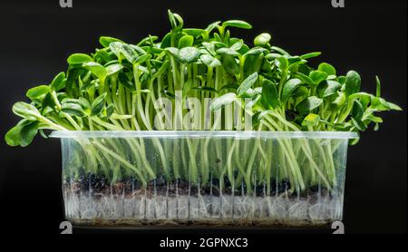 Graines germées de tournesol isolées sur fond noir. Microgreens comme avantage pour la santé. Banque D'Images