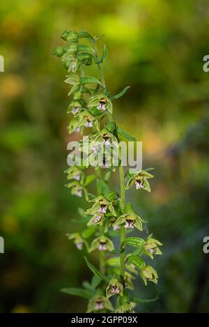 Fleurs de Dune Helleborine (Epipactis dunensis), une orchidée sauvage rare endémique des côtes nord-anglaises et des pointes de déchets. Banque D'Images