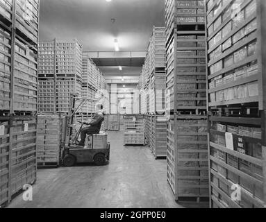 Un homme qui utilise un chariot élévateur pour déplacer une caisse de conteneurs métalliques dans la chambre froide de l'usine de crème glacée de Wall. Les travaux ont commencé en février 1959 sur une nouvelle usine de T. Walls and Sons Limited, située sur un site de 30 acres à Barnwood. Le projet &#xa3;2 millions comprenait des bâtiments comprenant le bloc de production, des ateliers, des bureaux, une cantine, une chaufferie, chambre froide, tour d'eau et atelier d'ingénieurs. Banque D'Images