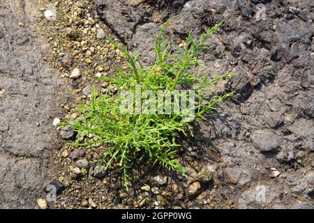 Plante de Salicornia poussant sur la plage rocheuse. Salicornia europaea L. Banque D'Images