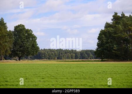 30 septembre 2021, Brandebourg, Zehdenick/OT Wesendorf: Les arbres poussent des deux côtés d'un champ près de l'entrée du village et de la route de Krewelin. La société danoise Jasper Resources veut commencer des forages d'essai pour le gaz naturel juste à l'extérieur du village, pour pouvoir extraire le gaz pendant 30 ans. Une initiative citoyenne craint pour la qualité de l'eau et le tourisme dans la région. Photo: Soeren Stache/dpa-Zentralbild/dpa Banque D'Images