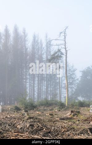 Forêt de pins (Pinus) en brouillard dans la région de Westerwald, Rhénanie-Palatinat, Allemagne, Europe Banque D'Images