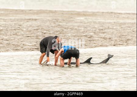 Timoleague, West Cork, Irlande. 30 septembre 2021. Un autre dauphin s'est retrouvé coincé à West Cork. Un dauphin s'est retrouvé coincé à Courtmacsherry en janvier de cette année. Ce dauphin a une queue endommagée et un œil est fermé en permanence. Deux habitants concernés, Mick et Clive, ont tenté d'aider le dauphin à nager en mer. Crédit : AG News/Alay Live News Banque D'Images